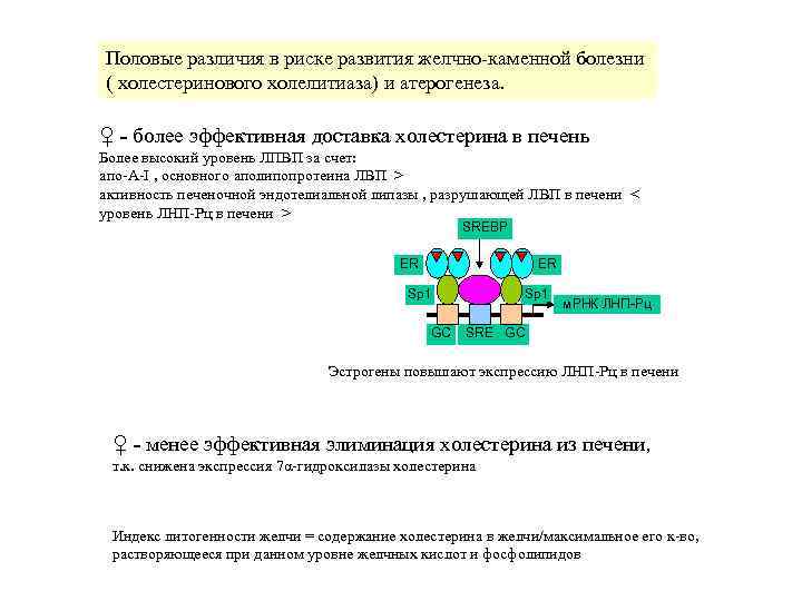 Половые различия в риске развития желчно-каменной болезни ( холестеринового холелитиаза) и атерогенеза.  ♀