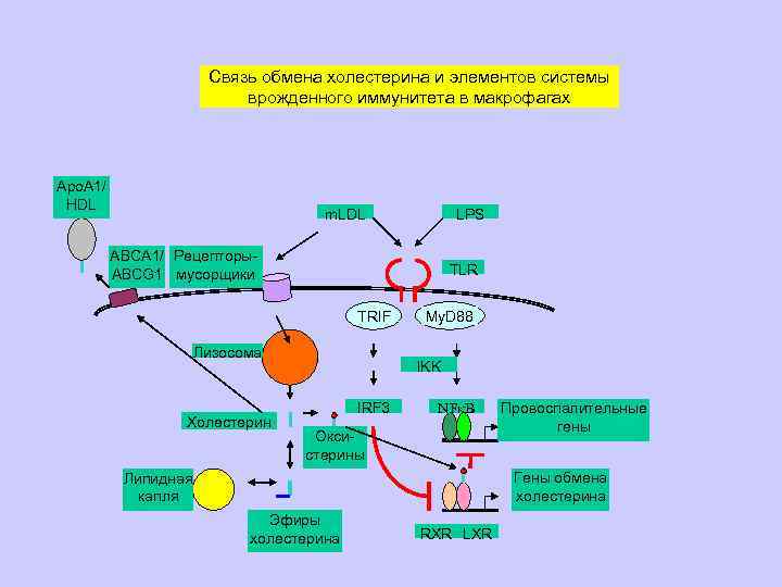      Связь обмена холестерина и элементов системы   