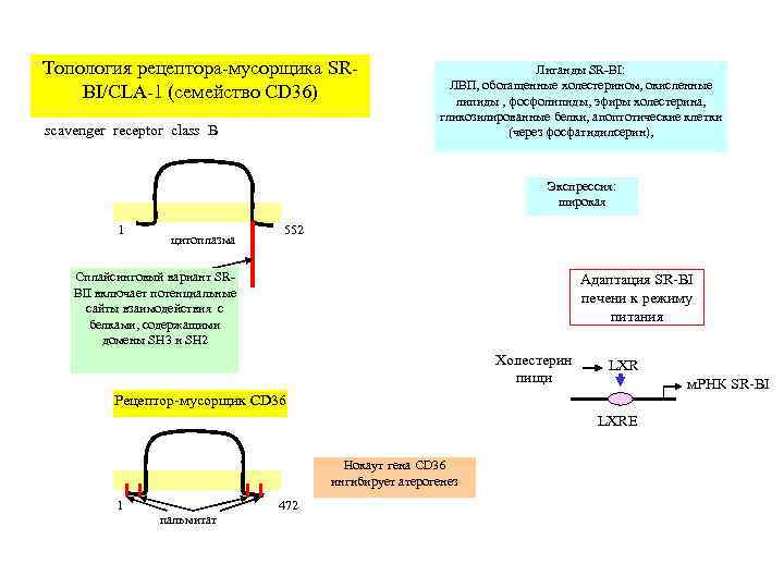 Топология рецептора-мусорщика SR-    Лиганды SR-BI:     ЛВП, обогащенные