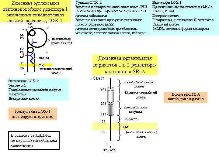   Доменная организация     Функции LOX-1:    