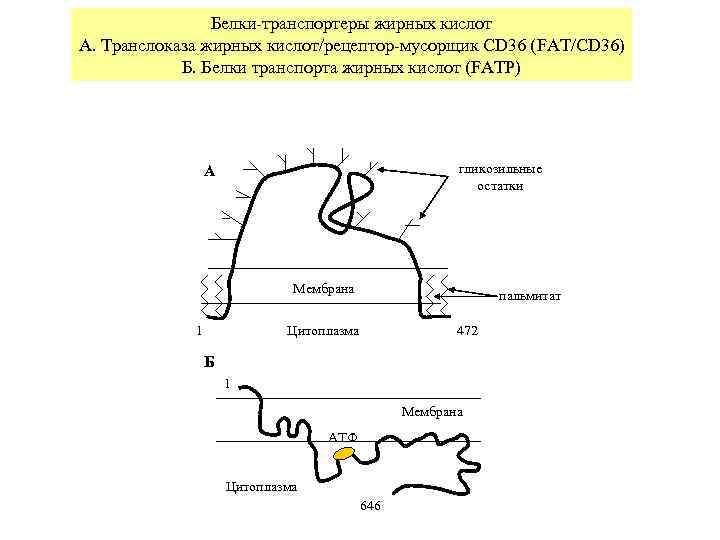     Белки-транспортеры жирных кислот А. Транслоказа жирных кислот/рецептор-мусорщик CD 36 (FAT/CD