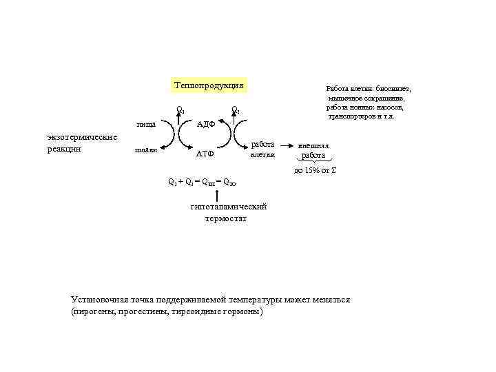       Теплопродукция    Работа клетки: биосинтез, 