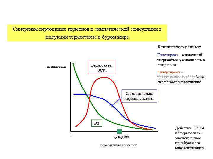 Синергизм. Синергизм гормонов. Гормоны антагонизм синергизм. Пермиссивное действие гормонов пример. Синергизм физиология.