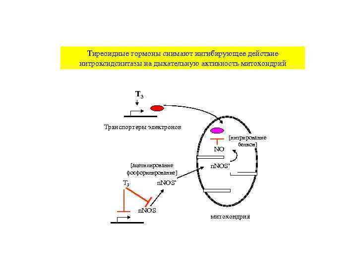  Тиреоидные гормоны снимают ингибирующее действие нитроксидсинтазы на дыхательную активность митохондрий   