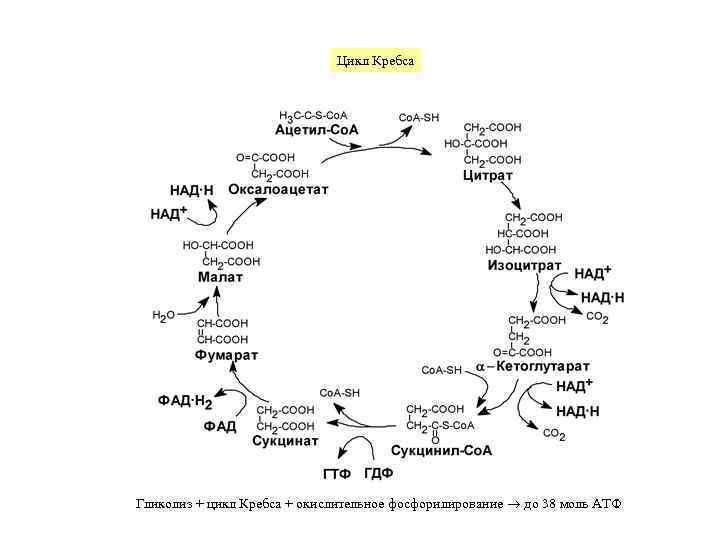 4 реакция цикла кребса. Цикл Кребса этапы биохимия. Цикл трикарбоновых кислот ЦТК биохимия. Цикл трикарбоновых кислот цикл Кребса АТФ. Цикл трикарбоновых кислот таблица.