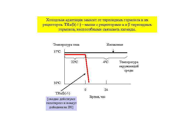  Холодовая адаптация зависит от тиреоидных гормонов и их рецепторов. TRα/β(-/-) – мыши с