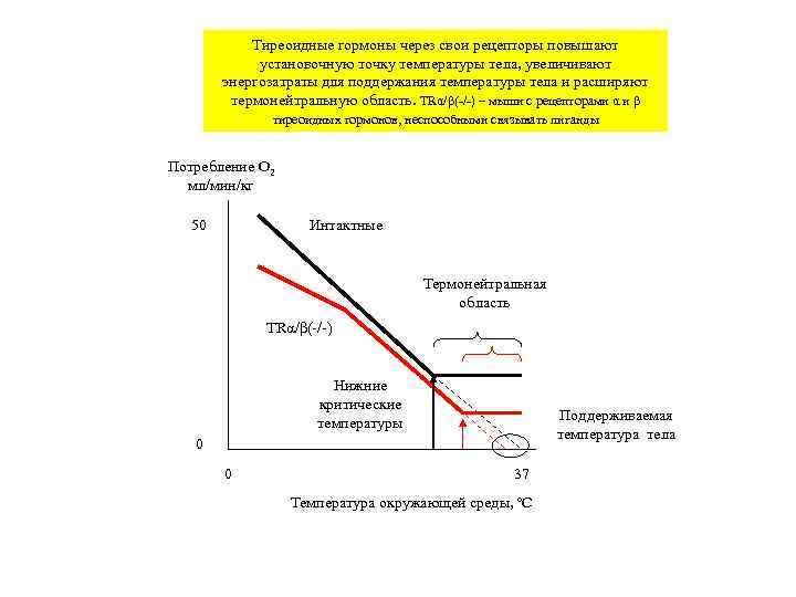   Тиреоидные гормоны через свои рецепторы повышают   установочную точку температуры тела,