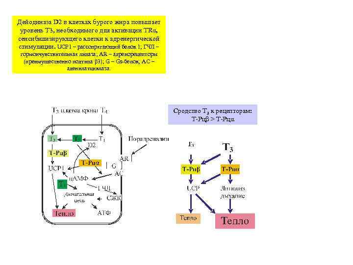 Дейодиназа D 2 в клетках бурого жира повышает уровень T 3, необходимого для активации