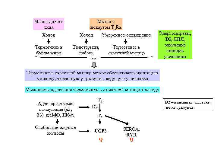   Мыши дикого   Мыши с  типа   нокаутом T