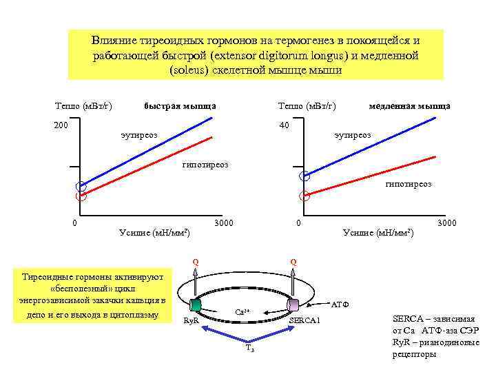   Влияние тиреоидных гормонов на термогенез в покоящейся и   работающей