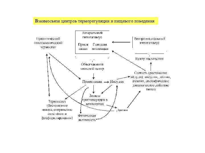 Взаимосвязи центров терморегуляции и пищевого поведения 