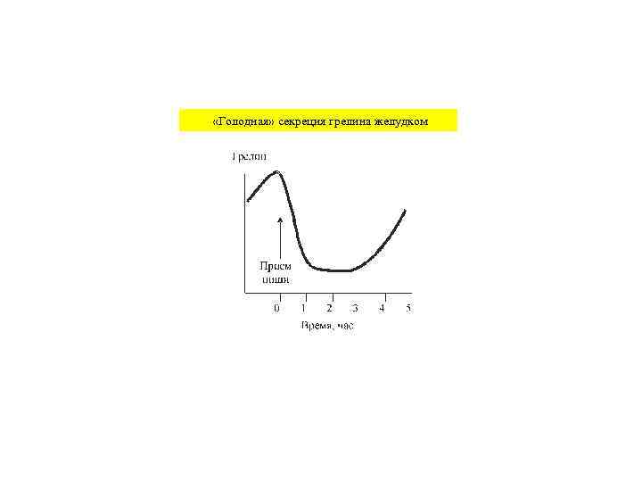  «Голодная» секреция грелина желудком 