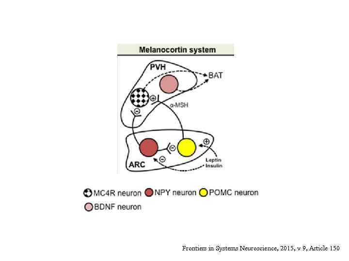 Frontiers in Systems Neuroscience, 2015, v 9, Article 150 
