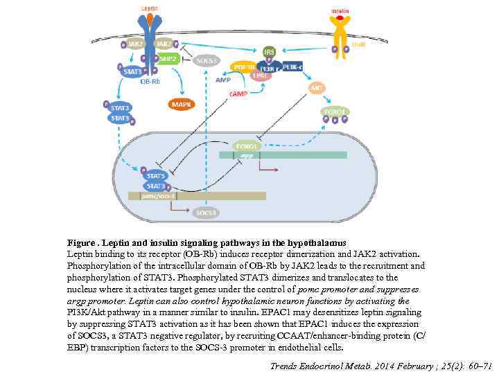 Figure. Leptin and insulin signaling pathways in the hypothalamus Leptin binding to its receptor