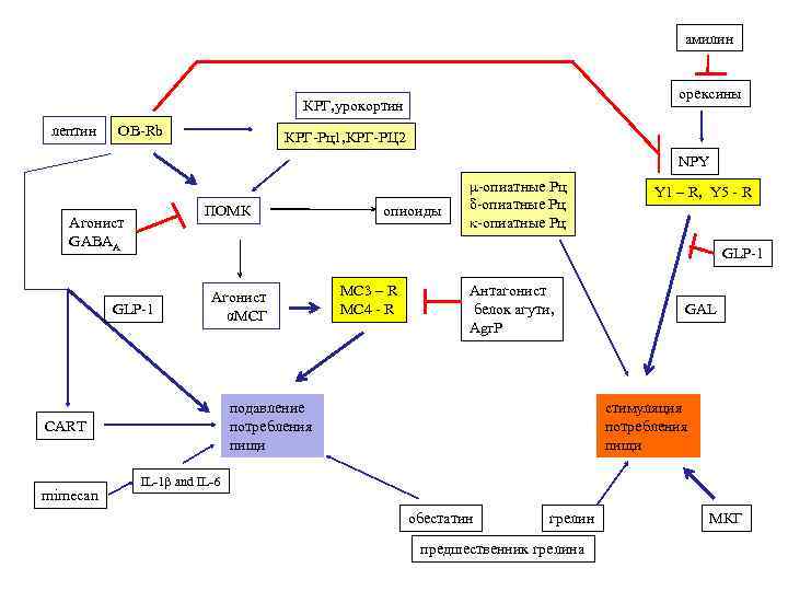     амилин        орексины 