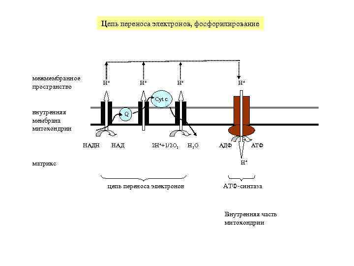     Цепь переноса электронов, фосфорилирование межмембранное    H+ 
