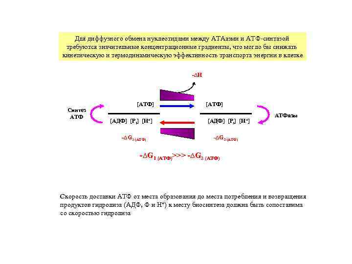   Для диффузного обмена нуклеотидами между АТАазми и АТФ-синтазой требуются значительные концентрационные градиенты,