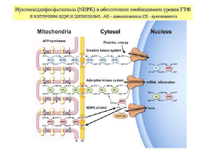 Нуклеозиддифосфаткиназа (NDPK) в обеспечении необходимого уровня ГТФ в клеточном ядре и цитоплазме. AK –