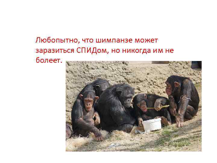 Любопытно, что шимпанзе может заразиться СПИДом, но никогда им не болеет. 