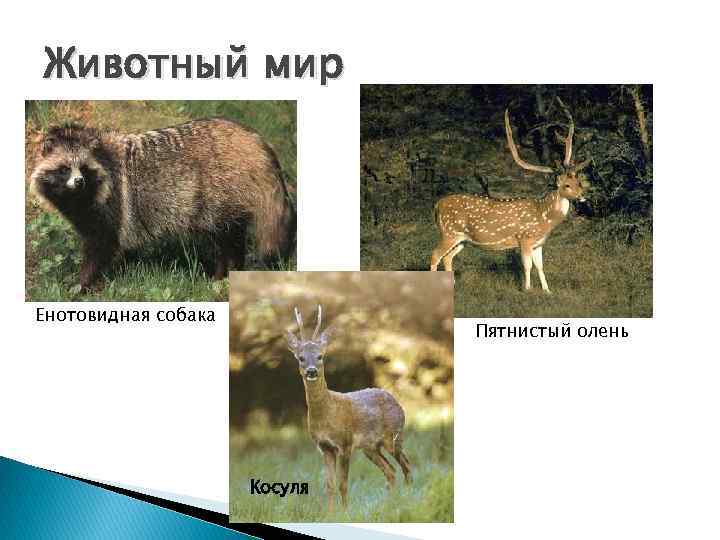 Животный мир Енотовидная собака      Пятнистый олень   