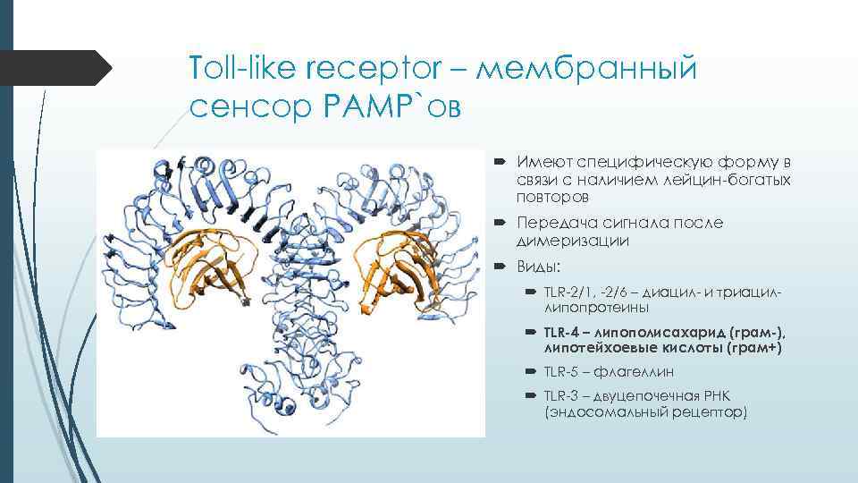 Toll-like receptor – мембранный сенсор PAMP`ов Имеют специфическую форму в Toll-like receptor – мембранный сенсор PAMP`ов Имеют специфическую форму в
