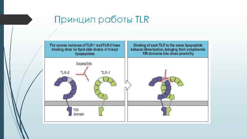 Принцип работы TLR Принцип работы TLR