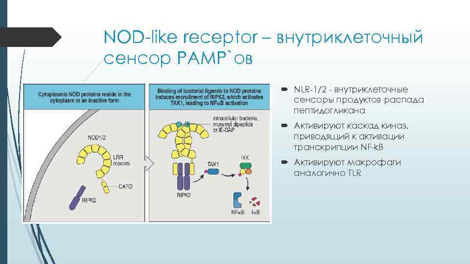 NOD-like receptor – внутриклеточный сенсор PAMP`ов NLR-1/2 - внутриклеточные NOD-like receptor – внутриклеточный сенсор PAMP`ов NLR-1/2 - внутриклеточные