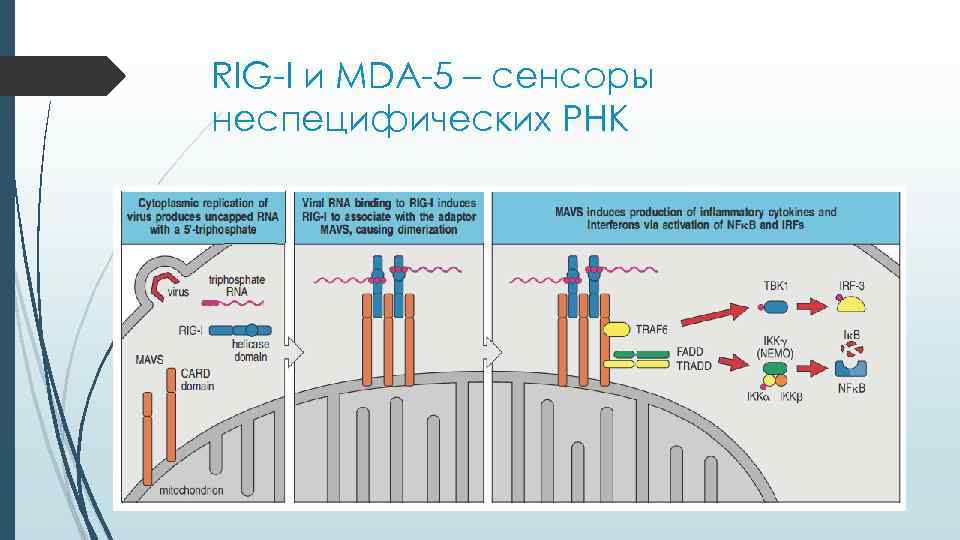 RIG-I и MDA-5 – сенсоры неспецифических РНК RIG-I и MDA-5 – сенсоры неспецифических РНК