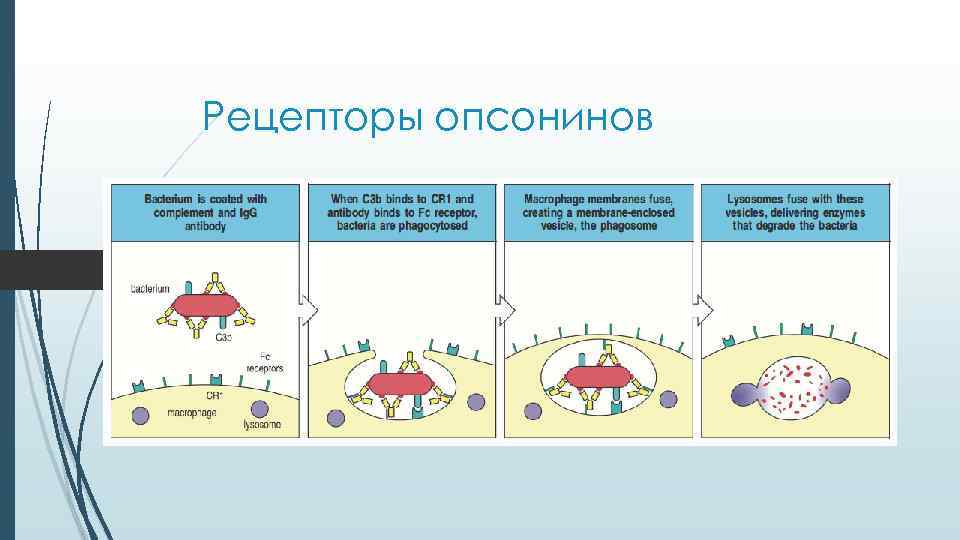 Рецепторы опсонинов Рецепторы опсонинов