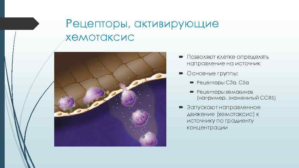 Рецепторы, активирующие хемотаксис Позволяют клетке определять направление на Рецепторы, активирующие хемотаксис Позволяют клетке определять направление на
