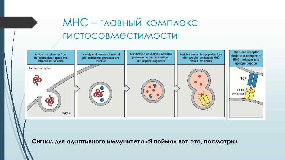 MHC – главный комплекс гистосовместимости Сигнал для адаптивного иммунитета MHC – главный комплекс гистосовместимости Сигнал для адаптивного иммунитета