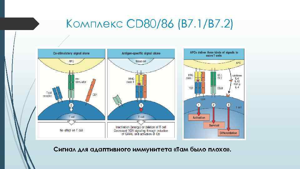 Комплекс CD 80/86 (B 7. 1/B 7. 2) Сигнал для адаптивного иммунитета Комплекс CD 80/86 (B 7. 1/B 7. 2) Сигнал для адаптивного иммунитета