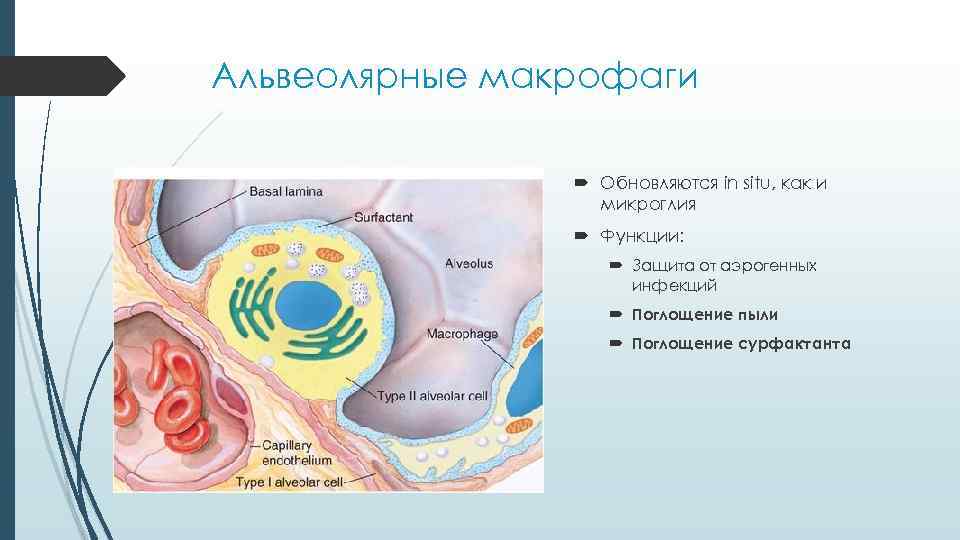 Альвеолярные макрофаги Обновляются in situ, как и микроглия Альвеолярные макрофаги Обновляются in situ, как и микроглия