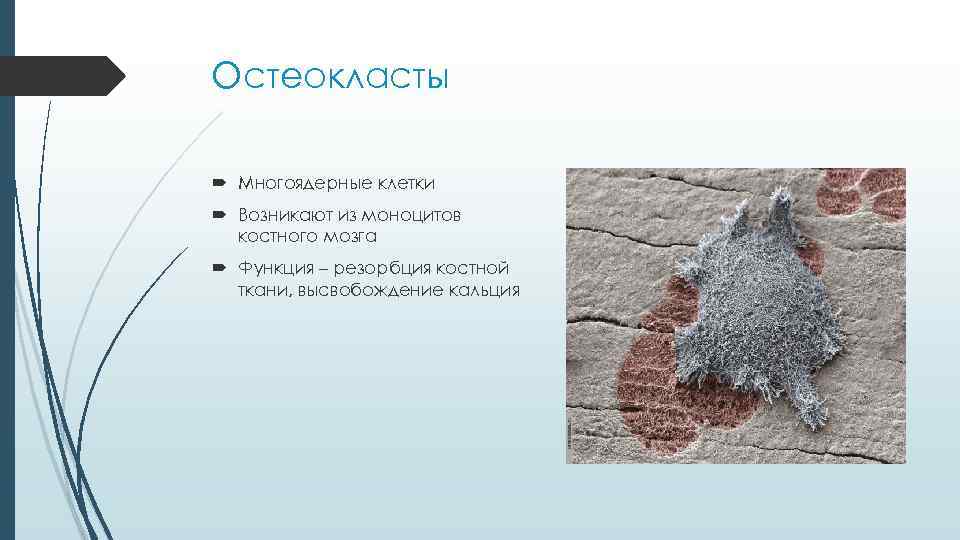 Остеокласты Многоядерные клетки Возникают из моноцитов костного мозга Функция – Остеокласты Многоядерные клетки Возникают из моноцитов костного мозга Функция –