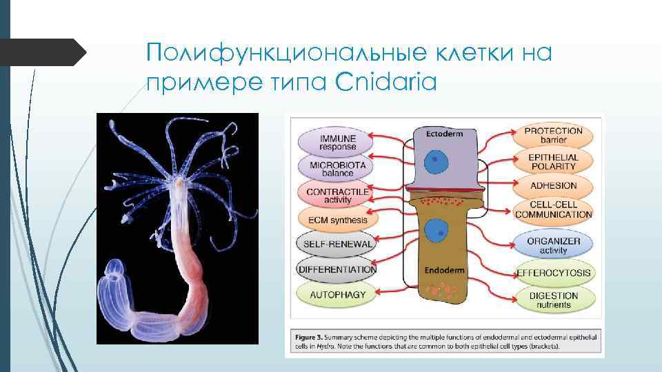 Полифункциональные клетки на примере типа Cnidaria Полифункциональные клетки на примере типа Cnidaria