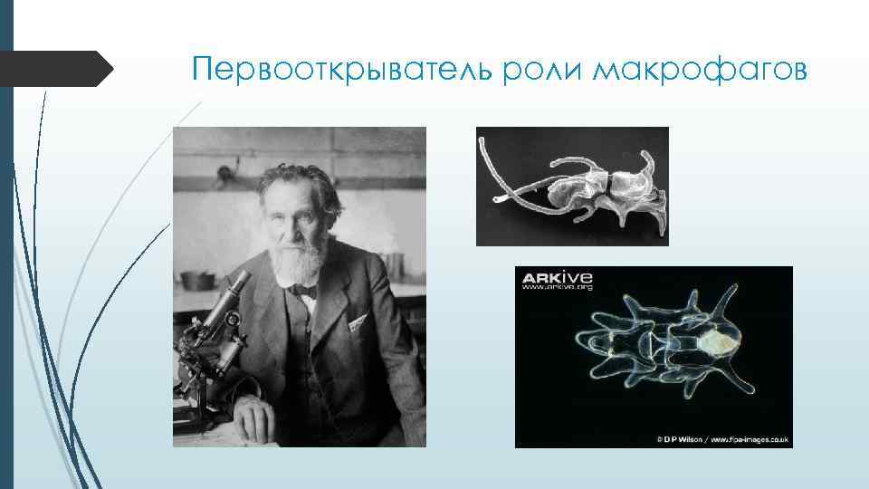 Первооткрыватель роли макрофагов Первооткрыватель роли макрофагов