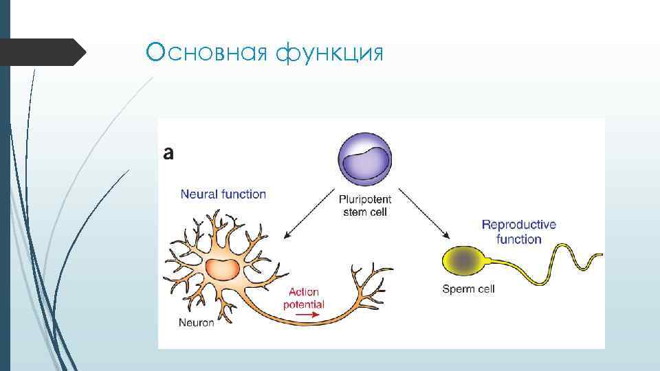 Основная функция Основная функция