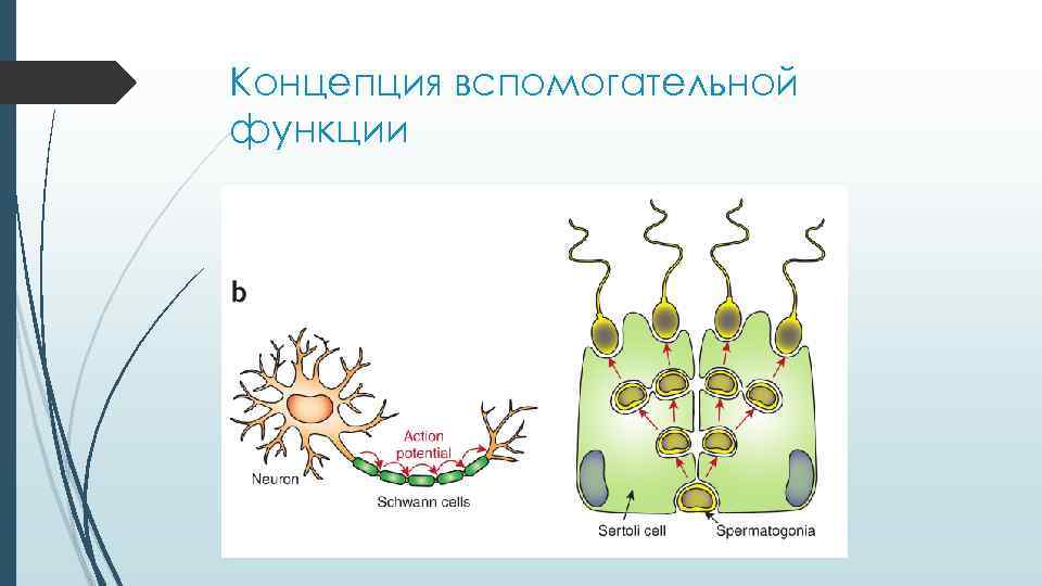 Концепция вспомогательной функции Концепция вспомогательной функции