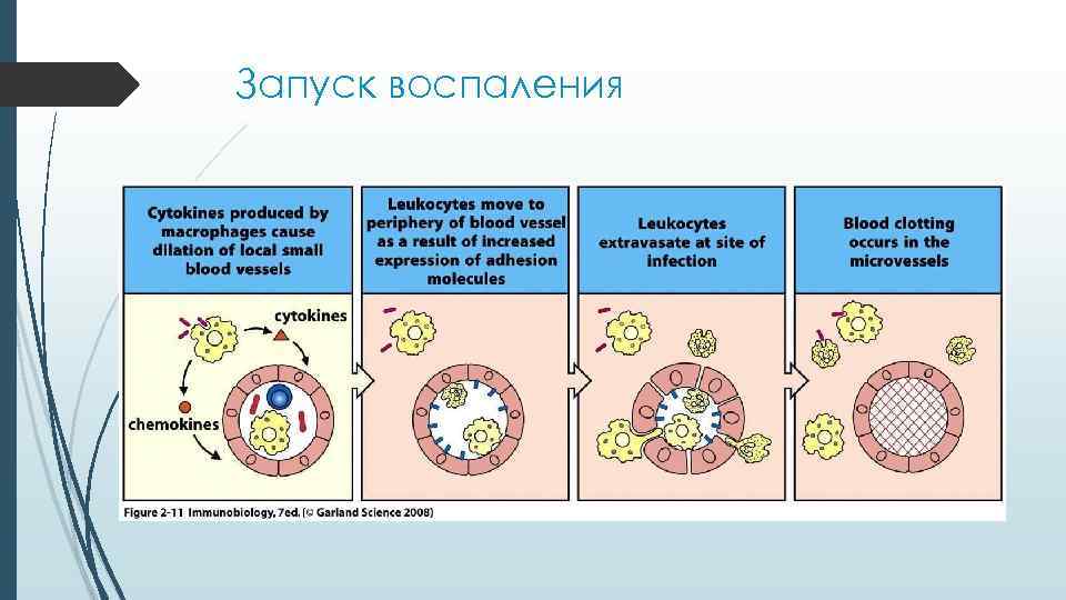 Запуск воспаления Запуск воспаления