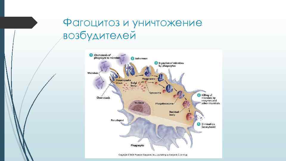 Фагоцитоз и уничтожение возбудителей Фагоцитоз и уничтожение возбудителей