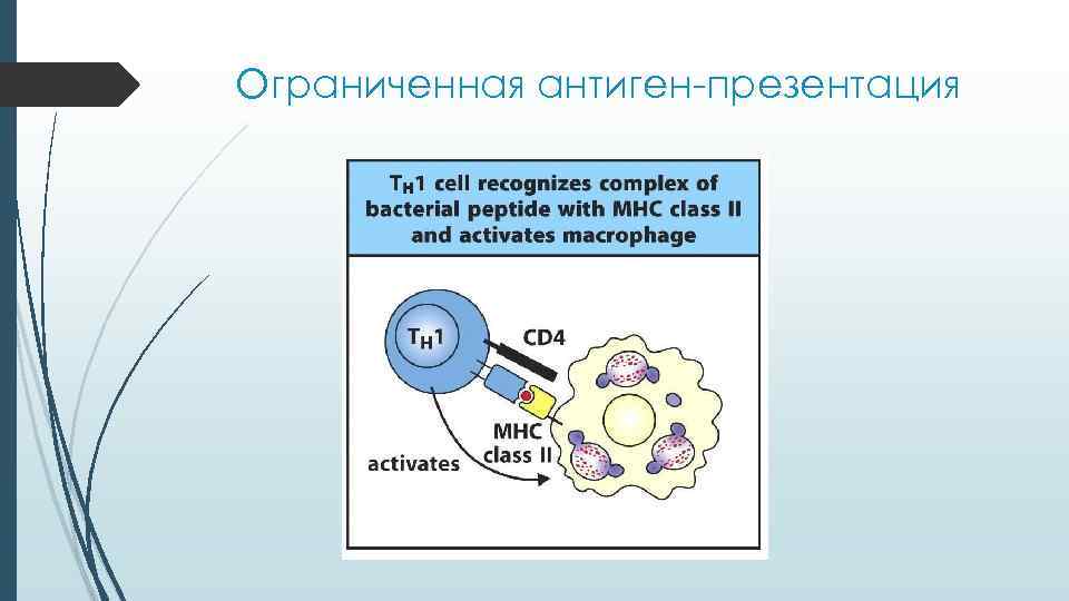 Ограниченная антиген-презентация Ограниченная антиген-презентация