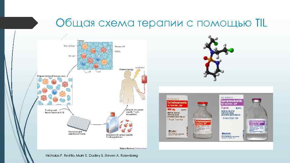  Общая схема терапии с помощью TIL Nicholas P. Restifo, Mark E. Dudley &