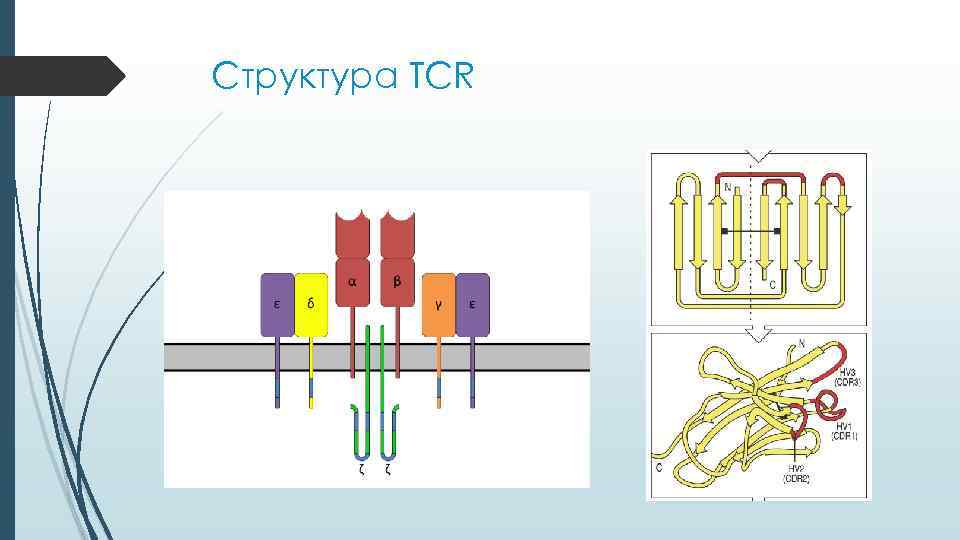 Структура TCR 