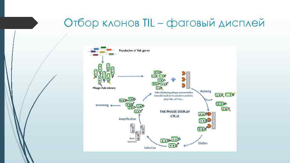 Отбор клонов TIL – фаговый дисплей 