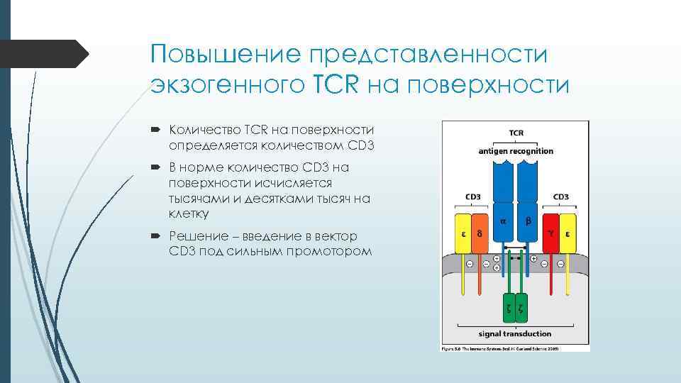 Повышение представленности экзогенного TCR на поверхности  Количество TCR на поверхности  определяется количеством