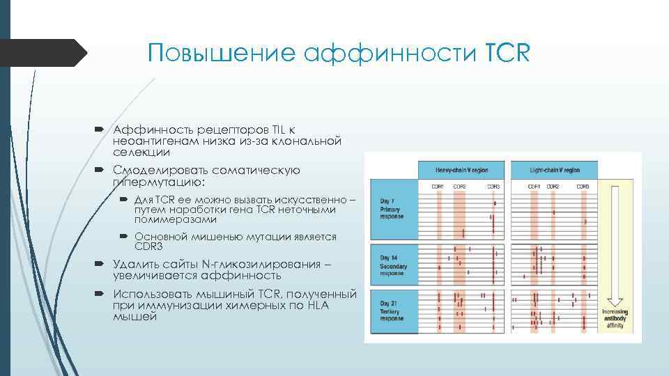   Повышение аффинности TCR  Аффинность рецепторов TIL к  неоантигенам низка из-за