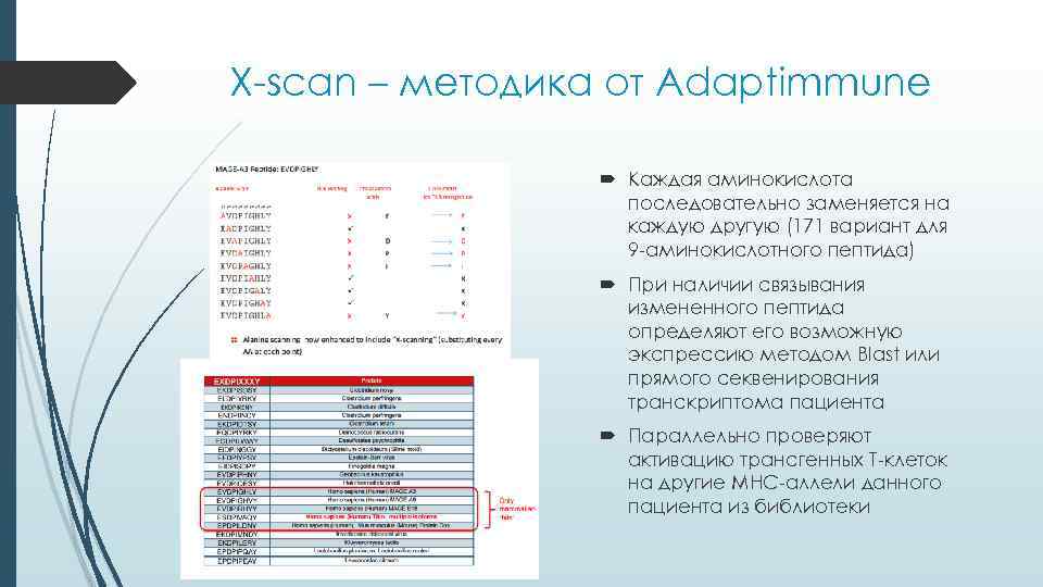 X-scan – методика от Adaptimmune    Каждая аминокислота    последовательно
