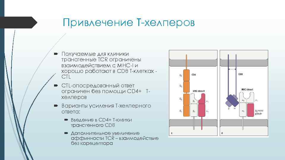   Привлечение Т-хелперов  Получаемые для клиники  трансгенные TCR ограничены  взаимодействием