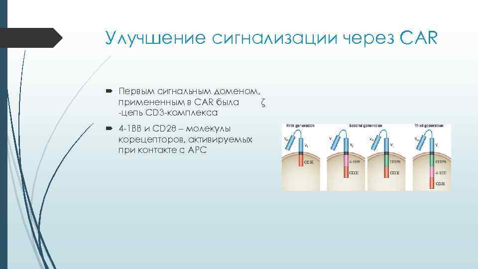 Улучшение сигнализации через CAR  Первым сигнальным доменом,  примененным в CAR была ζ