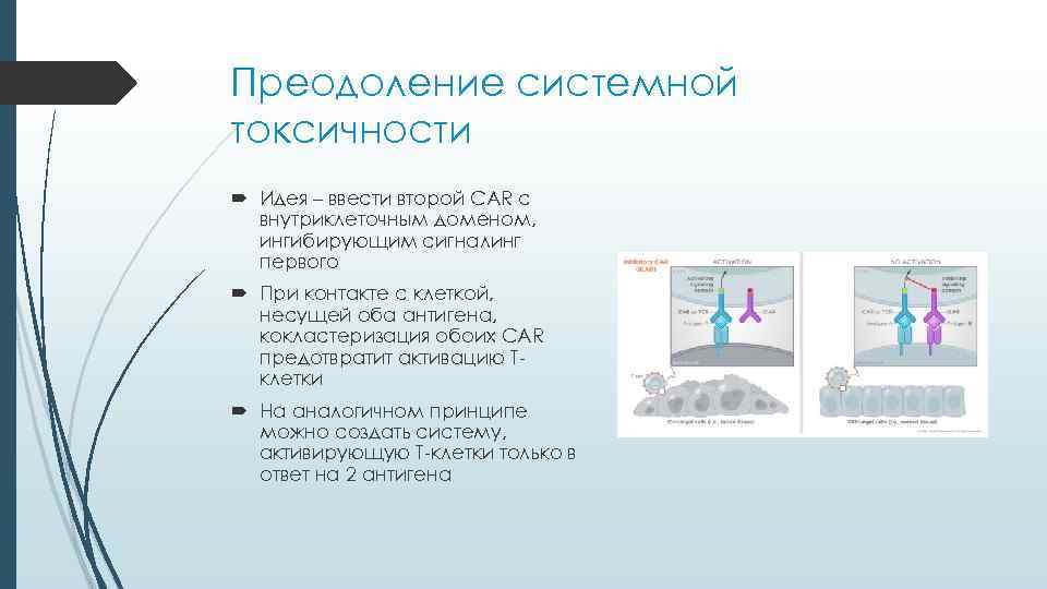 Преодоление системной токсичности  Идея – ввести второй CAR с  внутриклеточным доменом, 